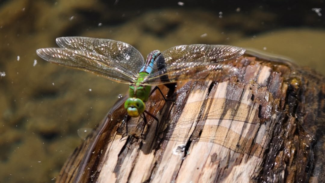 Libelle auf einem Totholzstamm am Teich im Biodiversitätsparadies Rhäzüns