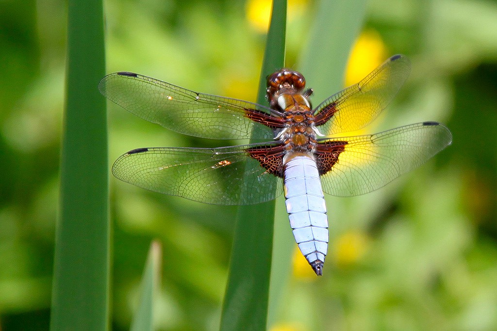 Eine Plattbauchlibelle auf einem Blatt