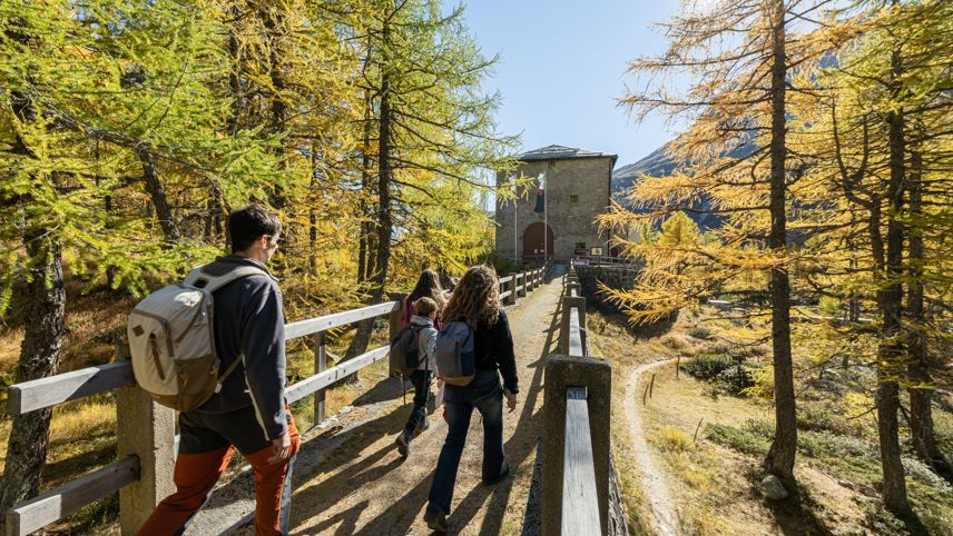 Hikers on the Via Energia through autumn larch forest, walking toward Cavaglia power plant.